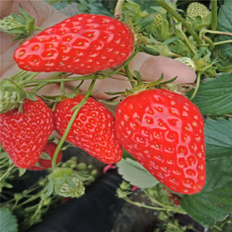 泉州草莓苗,双湖园艺,哪里有便宜的草莓苗