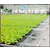 丽江市棚室番茄栽培移动潮汐物流苗床如何进行管理报价缩略图1