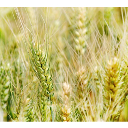 大量收购小麦-汉光现代农业(在线咨询)-安庆收购小麦