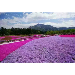 青州皓旭花卉(图)-绿化草花基地-伊春草花