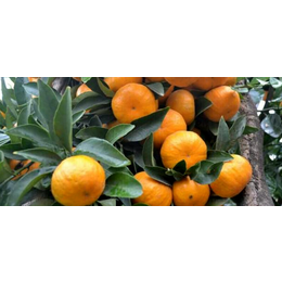桂林哪里有南瓜橘营养杯苗卖的