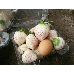 乾纳瑞农业(图)|四季草莓苗多少钱一株|大同草莓苗