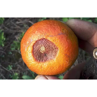   柑橘果子腐烂病，黑腐病防治方法