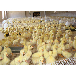 养鸡场塑料网工厂报价、泰泽塑料网、塑料网