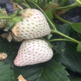 双湖蓝莓苗|朔州草莓苗|牛奶草莓苗