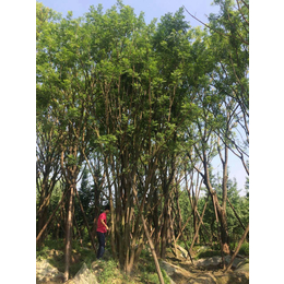 丛生朴树价格 6500元 米径30到40cm朴树价格表 