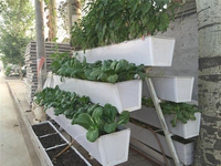 温室种植使用草莓立体种植栽培槽的成本效益分析