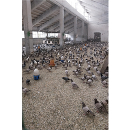 山东中鹏农牧(多图)-一对种鸽多少钱-河北种鸽