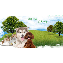 宠物殡葬费用-汪仔宠物服务(在线咨询)-黄冈宠物殡葬