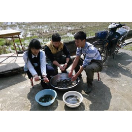 农聚源(图)-台湾泥鳅养殖有风险么-台湾泥鳅