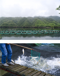 开化清水鱼肉质鲜美(图)-清水鱼市场-清水鱼