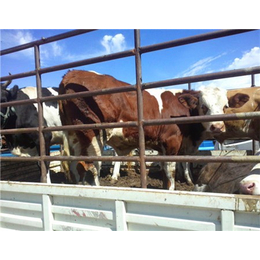 宿州肉牛犊肉牛市场农业肉牛市场