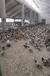 山东鸽子养殖技术-山东中鹏农牧(图)-鸽子养殖技术与管理