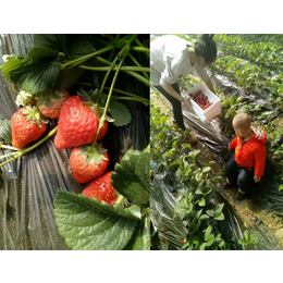 草莓使用福进门水溶肥硕果累累
