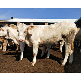 内蒙古夏洛莱牛,富贵肉牛养殖,哪里有卖夏洛莱牛
