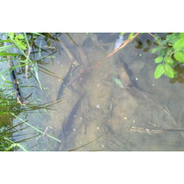 泥鳅水产养殖合作养殖、合作养殖泥鳅(在线咨询)、泥鳅水产养殖