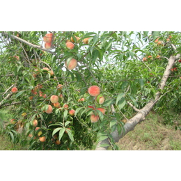 范建立副食桃子放心选购(图)、砀山桃子多少钱一斤、砀山桃子