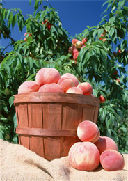 政伟科技(图)-桃子的食用-修水桃子