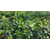 盆栽蓝莓苗_留坝蓝莓苗_百色农业科技(查看)缩略图1
