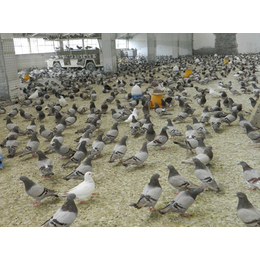 山东中鹏农牧(在线咨询)-吉林青年鸽-饲养青年鸽