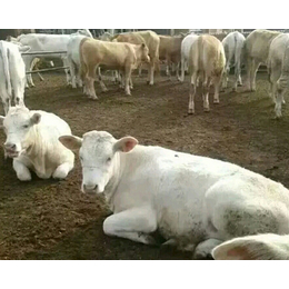 哪里有夏洛莱牛出售、河北夏洛莱牛、富贵肉牛养殖
