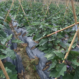 银黑地膜除草|硕泰，广西银黑地膜厂商(在线咨询)|银黑地膜