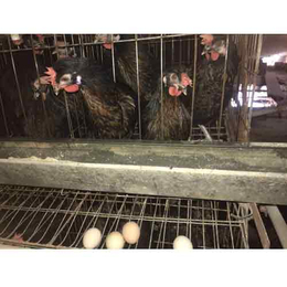 武汉海兰褐、华兴种禽有保障、海兰褐养殖厂