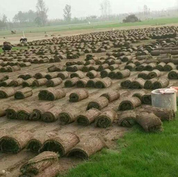 商丘春风草坪基地-绿化果岭草草坪平方多少钱-睢阳区果岭草草坪