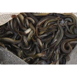 泥鳅苗养殖、金兴黑斑蛙养殖(在线咨询)、泥鳅