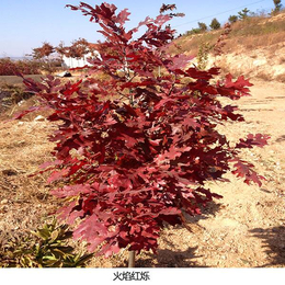 吉林红栎小苗-舜枫农林(在线咨询)-红栎小苗修剪