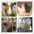 畜禽养殖监控系统设计、畜禽养殖监控系统、兵峰、畜禽养殖物联网缩略图1