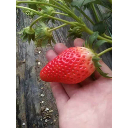 乾纳瑞农业_重庆草莓苗_幸香草莓苗种植技术