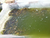 渭南泥鳅苗-有良水产养殖基地-泥鳅苗厂家缩略图1