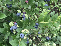 亿通园艺(图)-五年生蓝莓苗出售-五年生蓝莓苗