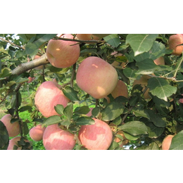 齐齐哈尔1公分苹果苗,开发区润丰苗木中心
