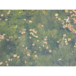 金鱼藻批发,绿荷水生(在线咨询),金鱼藻