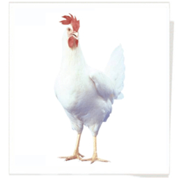 安徽海兰灰|莘县蛋多多禽业|海兰灰青年鸡
