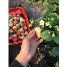 草莓苗种植方法、衢州草莓苗、乾纳瑞农业