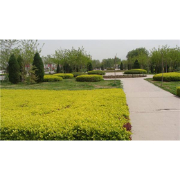 温州景观工程-清和园林旺季促销-草坪景观工程