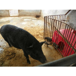 格六*养殖经验丰富(图)、*种猪养殖基地、衡南*种猪