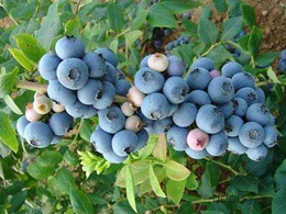 北陆蓝莓苔藓苗多少钱-北陆蓝莓苔藓苗-柏源农业科技公司(图)