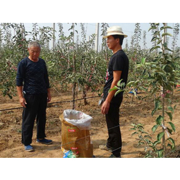 时令水果礼盒定制,康霖农业企业福利团购,白水礼盒定制