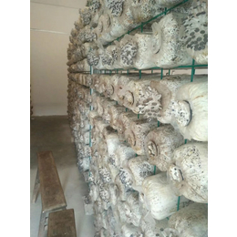 蘑菇网格浸塑处理平菇网格食用菌网格架浸塑蘑菇网