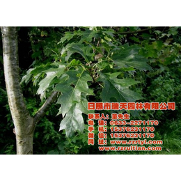 泰安欧洲红栎苗、欧洲红栎苗基地、瑞天园林(推荐商家)