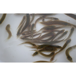 泥鳅养殖,鑫渔圣生态,贵州泥鳅养殖
