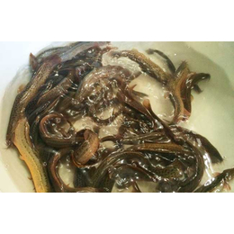 泥鳅养殖|鑫渔圣生态|武汉泥鳅养殖