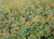 红叶石楠球的价格-红叶石楠小苗-绿林苗木苗圃*价缩略图1