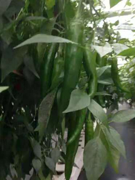 辉县市科技新技术用农业岩棉块培育蔬菜瓜果
