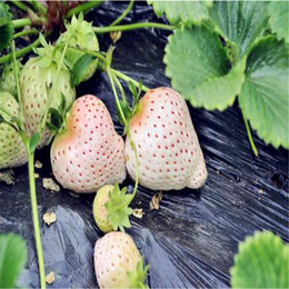 求购草莓苗,滁州草莓苗,双湖园艺(图)