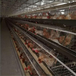 规范肉鸡养殖笼具 供应广东地区大量热镀锌肉鸡笼